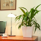 desk plants